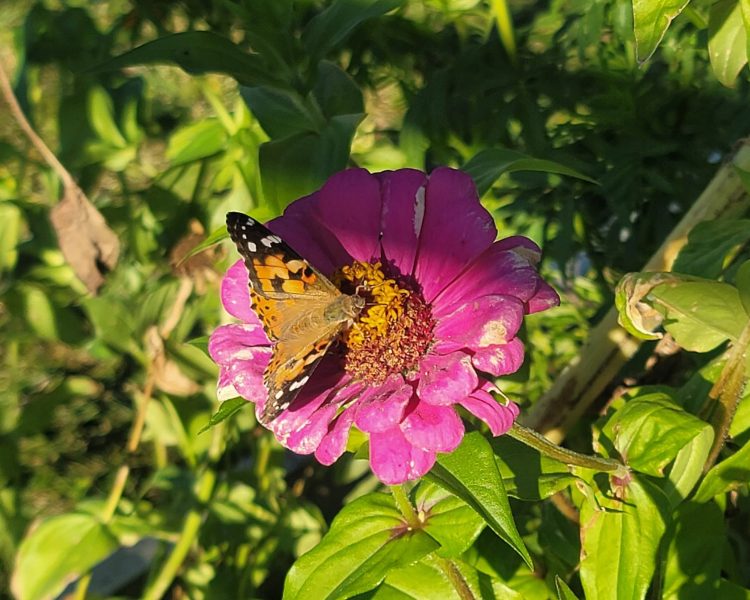 An orange butterfly on a bright pink flower.