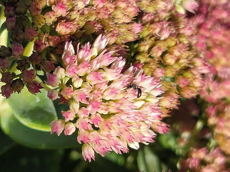 A tiny black bee on small pink flowers.