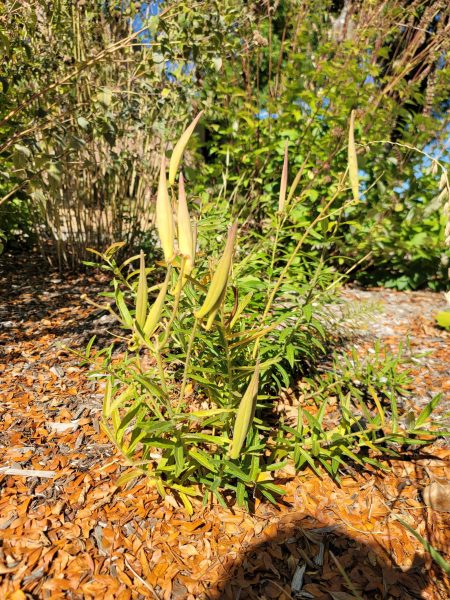 A small plant with pointy seed pods.