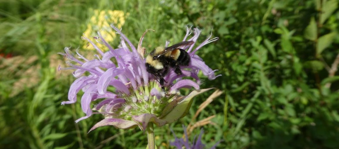 Bumble Bee on purple flower