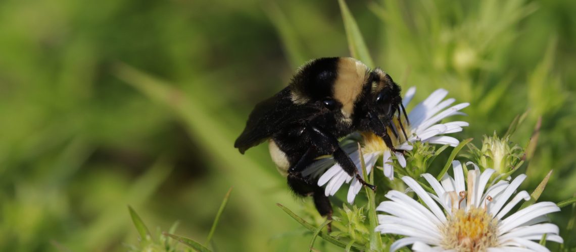 A fuzzy black bumble bee with a yellow stripe on a a light colored daisy-like aster flower.