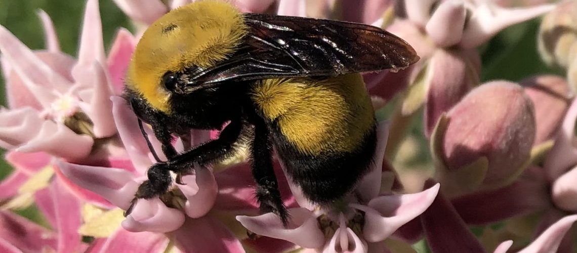 A beefy, fuzzy black and yellow bumble bee nectars on a cluster of spikey pink milkweed flowers.