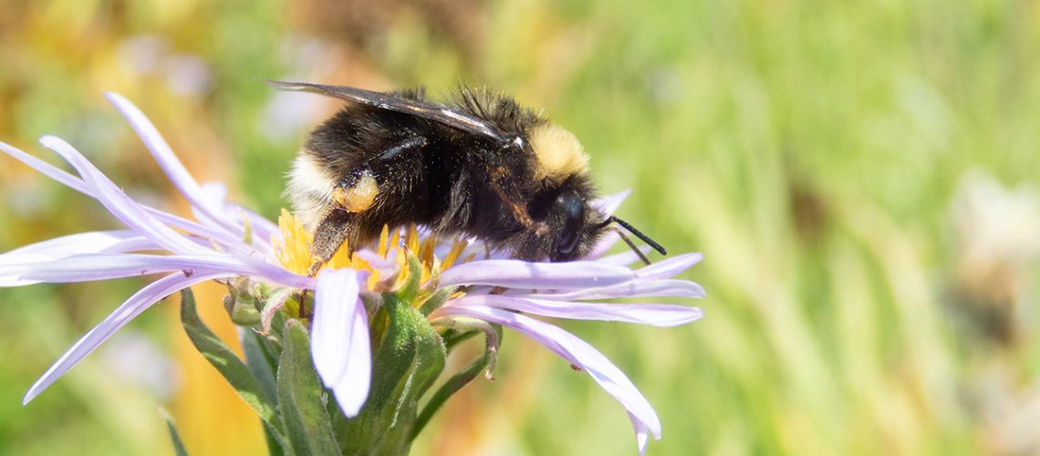 Bumblee bee rests atop purple flower