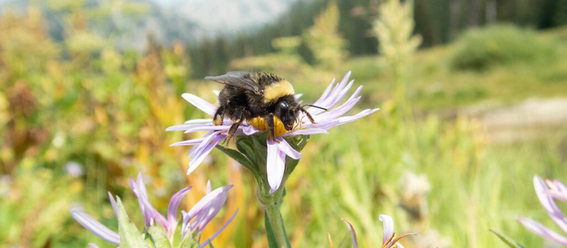 Bumble bee rests on pink flower