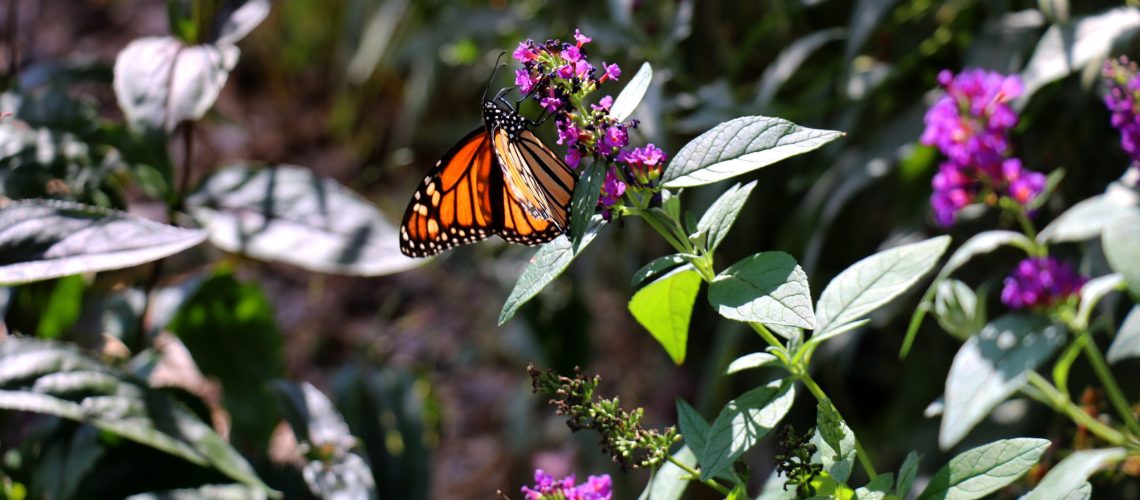 Orange butterfly rests on purple flower