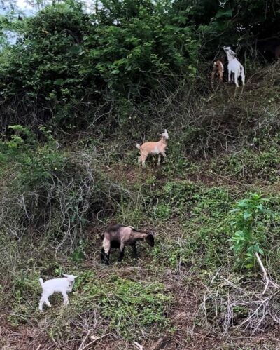 Copy of PittmanCenter_Goats_b White and brown goats stand on a steep vine-covered hillside.