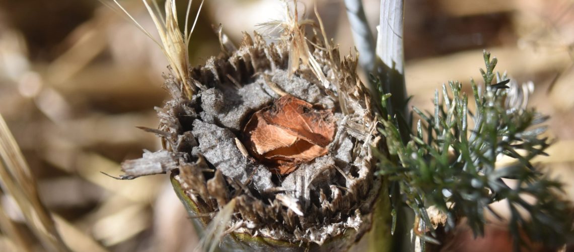 A nest inside of a wooden stem