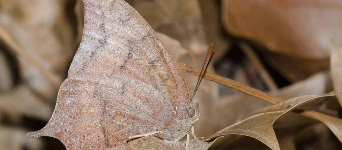 A brown, leaf-like butterfly, in profile, on brown leaves