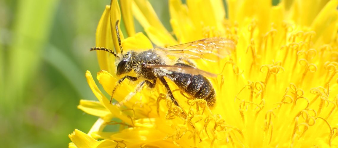 Small striped, dark colored bee faces sideways on a yellow, thin-petaled flower.