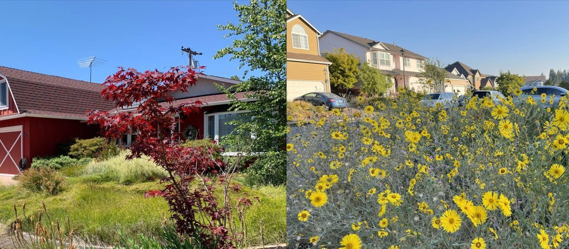 On the left, a lawn of native grasses is allowed to grow long. On the right, this homeowner has chosen to create a wildflower meadow. (Photos: Matthew Shepherd)