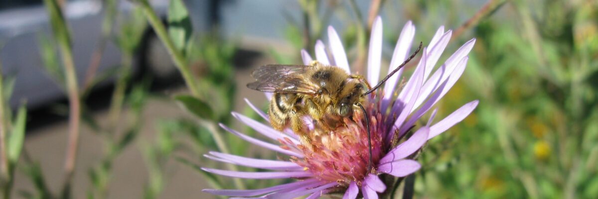 A long-horned bee with green eyes on a pink flower.