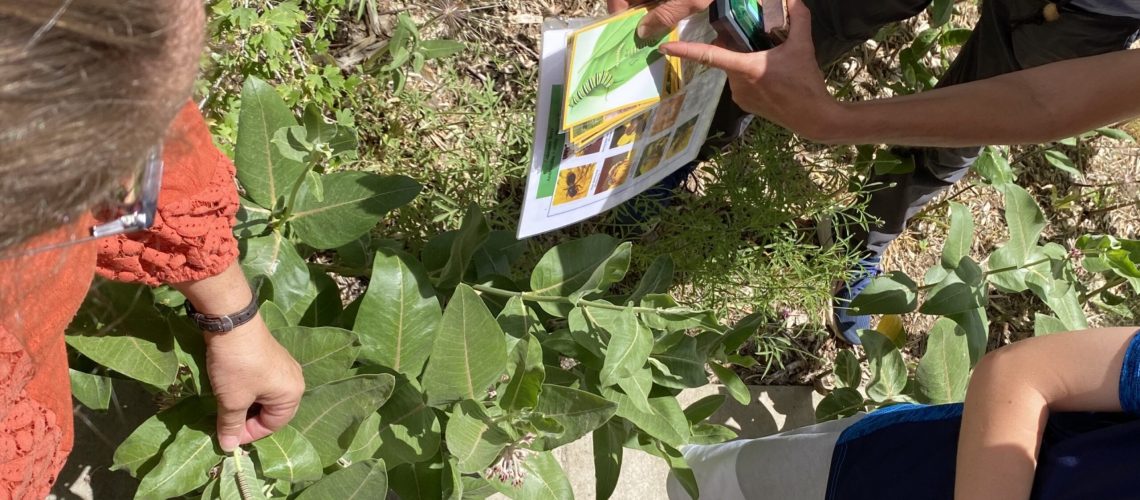 An overhead view of people standing around a green milkweed plant, with a monarch caterpillar on a leaf.