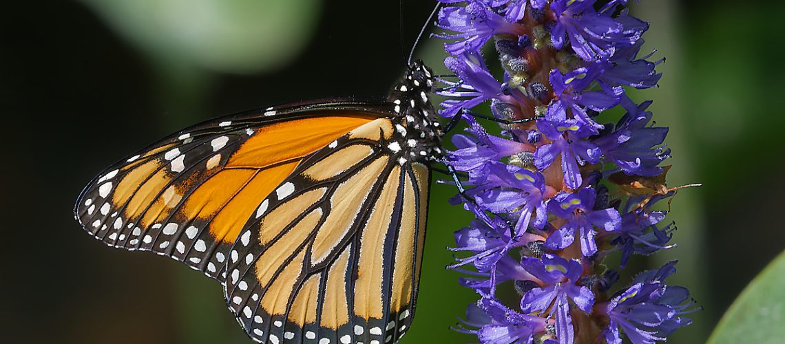 Black and orange monarch butterfly on a cluster of purple flowers.