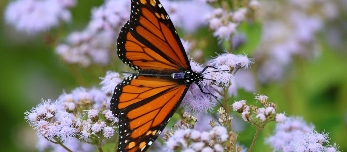 An orange and black monarch on light purple bunches of flowers. There is a small square of plastic tag on its back, with a long antennae sticking off of the tag.