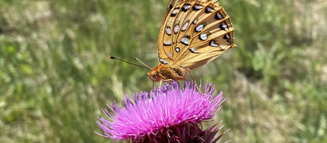 white and yellow spotted butterfly sits atop a pink flower head