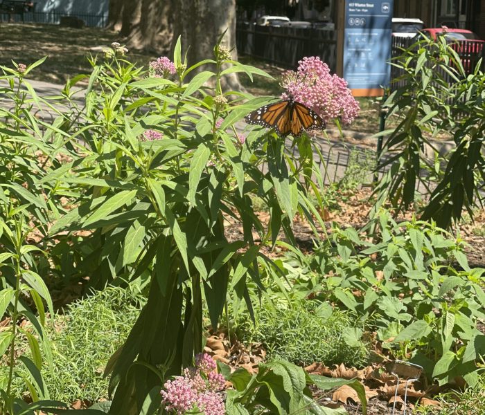 A black and orange monarch butterfly on a pink flower on a sunny day.