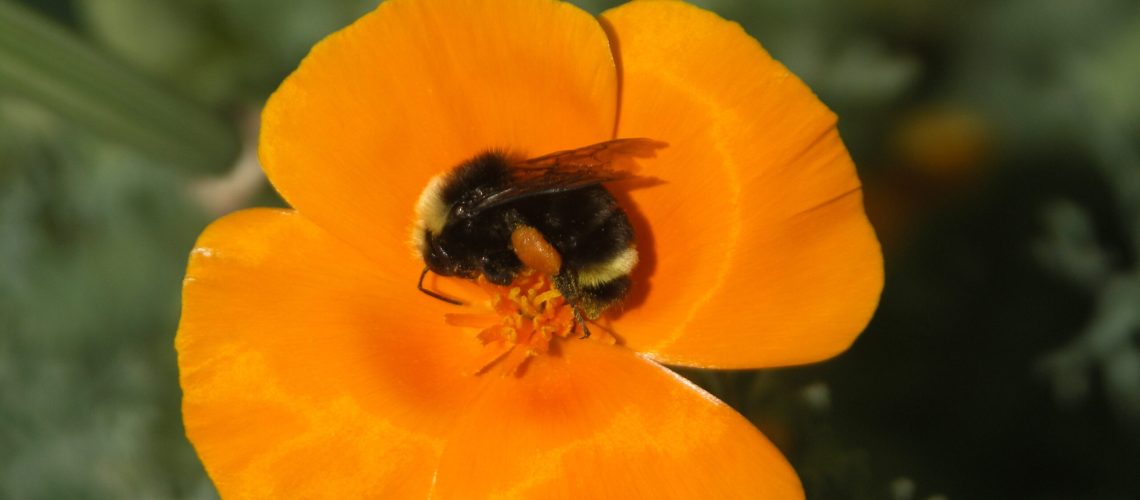 A largen black and yellow bumble bee feeds on a orange California poppy flower.