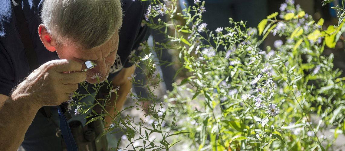 A person leans forward to look closely at a plant through a hand lens.