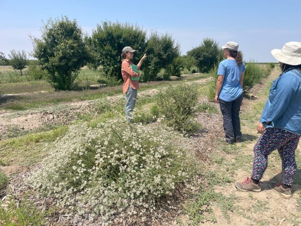 Three people in hats talk, with shrubs in a row between them. With shrubby trees in the background.
