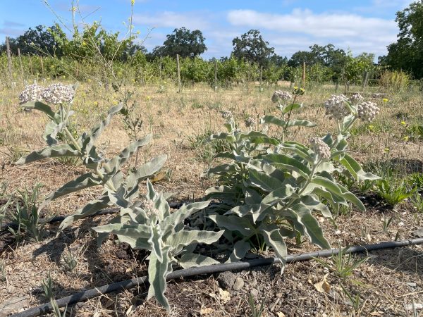Milkweed flourishes at a Napa county vineyard. Photo credit: Jessa Kay Cruz