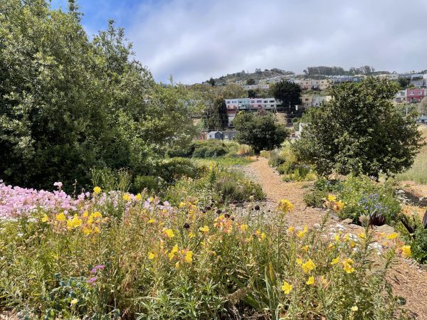 Plants from Xerces’ habitat kits help create a space where both wildlife and humans can thrive in this San Francisco neighborhood. Photo credit: Jessa Kay Cruz