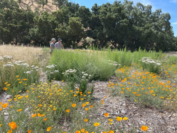 Wildflowers from Xerces’ habitat kits brighten up a California rangeland in the Central Coast. Photo credit: Jessa Kay Cruz