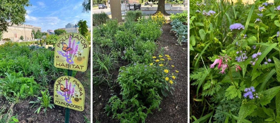Three photos of a garden, with flowers and 2 habitat signs.