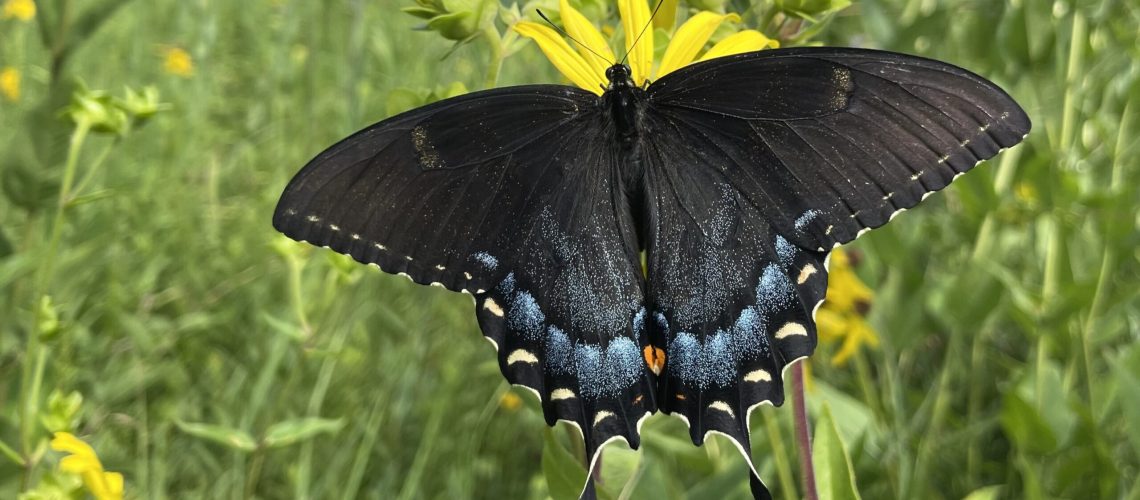 A black butterfly on a yellow flower.