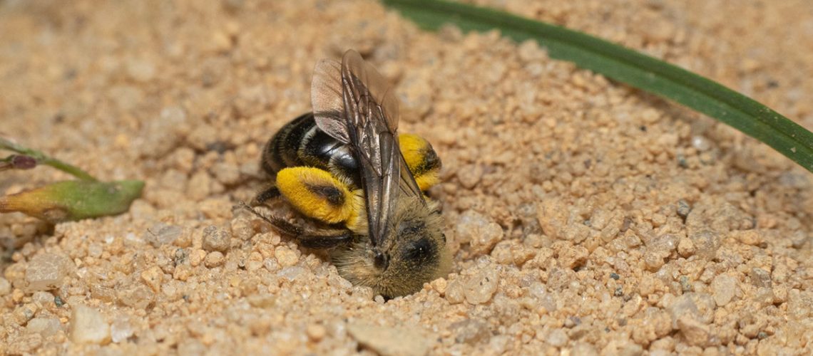 A striped, shiny bee with yellow pollen on its hind legs with its head buried digs in tan sand.