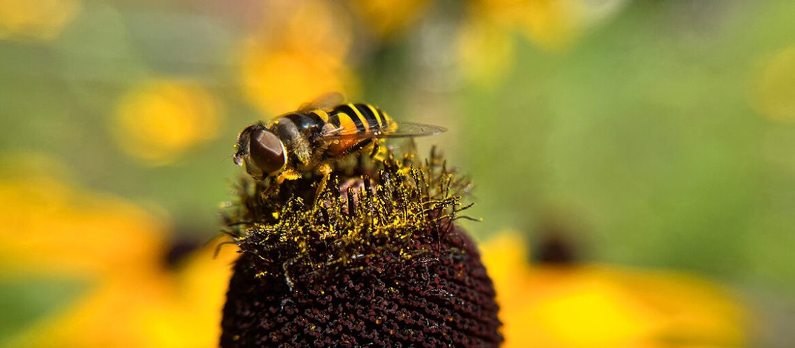 Bee-like fly sits atop yellow flower