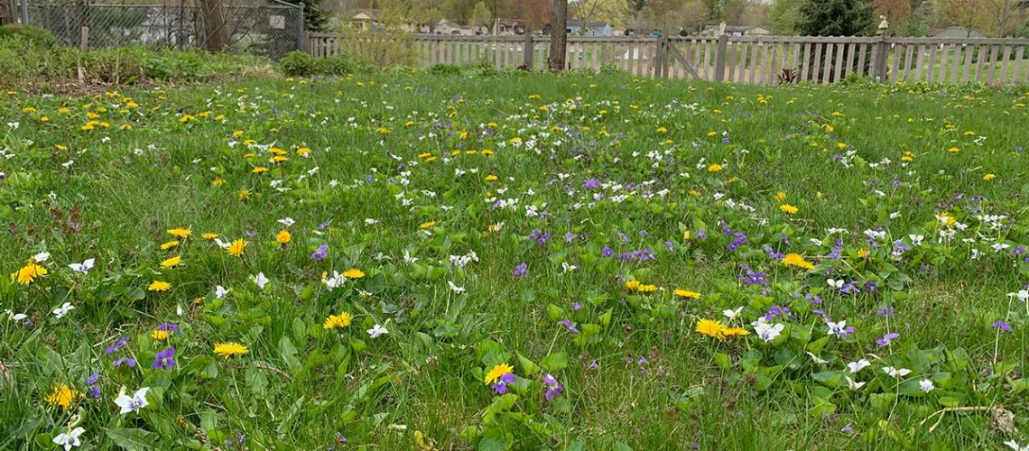 Multicolored flowers poping up in a lawn