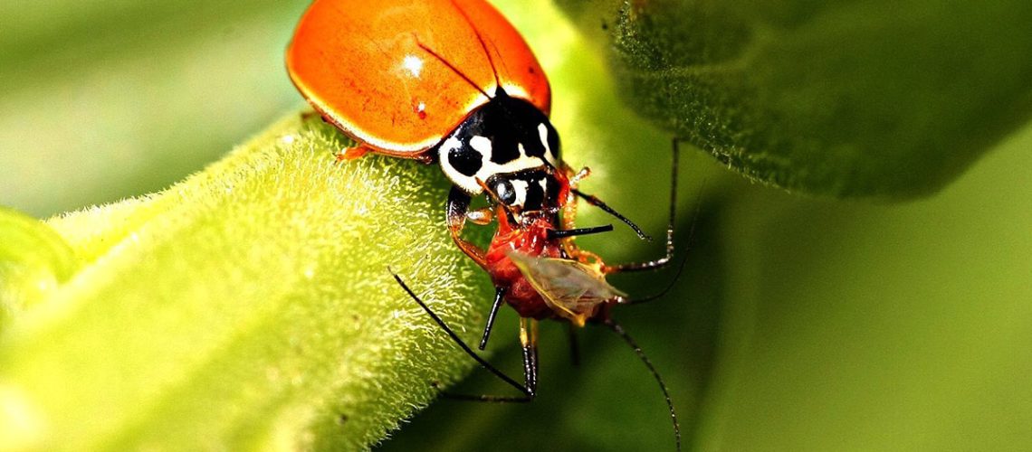 A closeup photo of a red ladybug eating a red and black insect on a green stem.