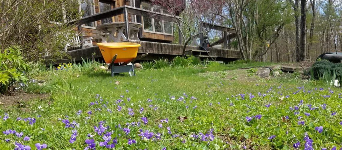 A green lawn with purple violets blooming and a brown house in the background.