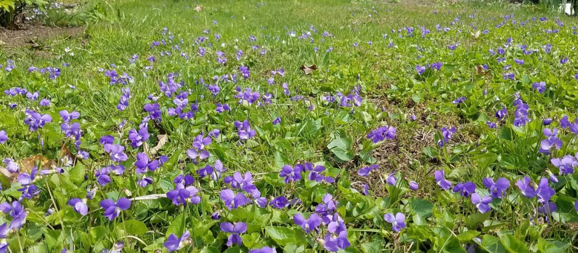 Green lawn with purple flowers