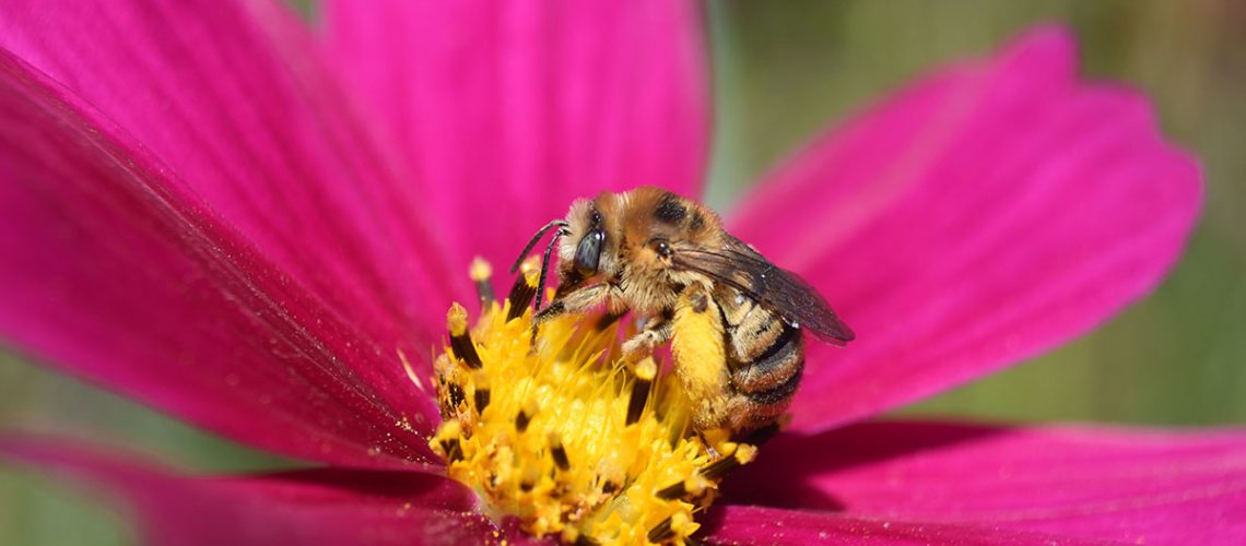 Vivid pink flower fills the photo, with a bright yellow center, a yellow striped bee with green eyes perches at the center.