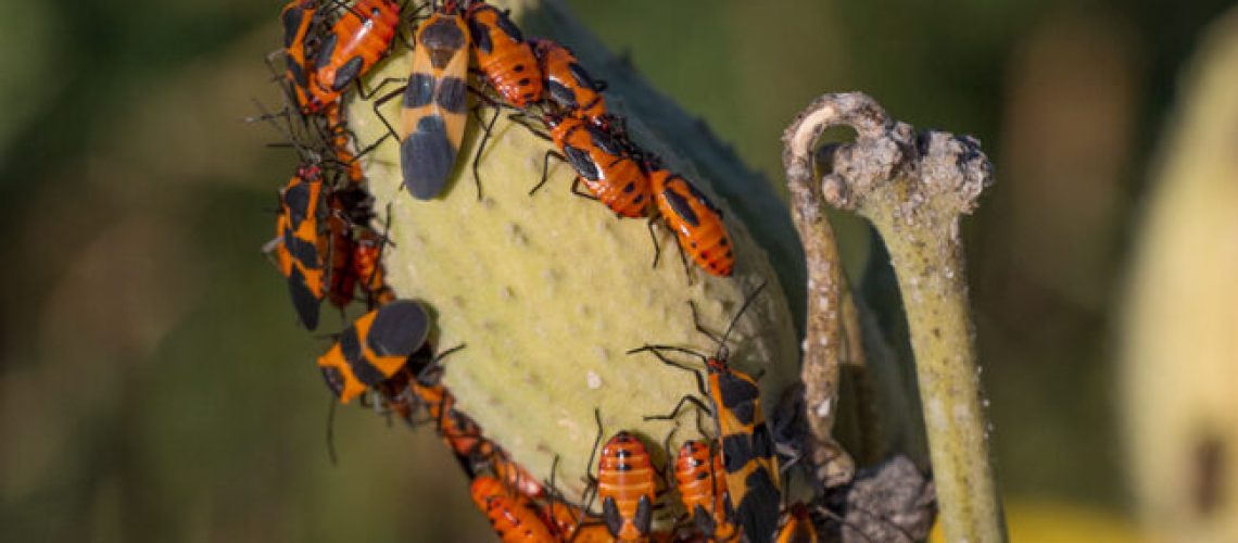 milkweed-bugs_MG_3532_0