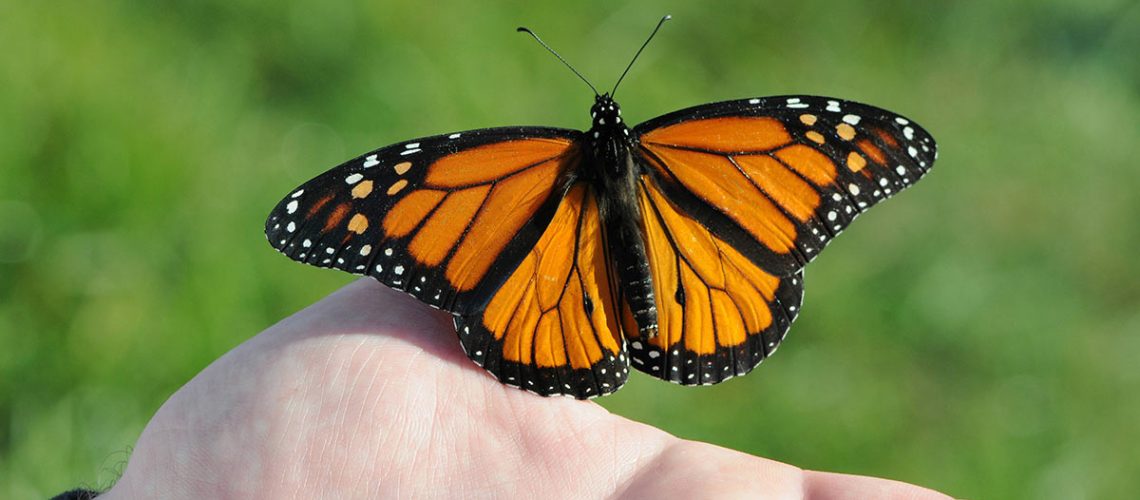 Monarch rests on someone's hand wings outstretched