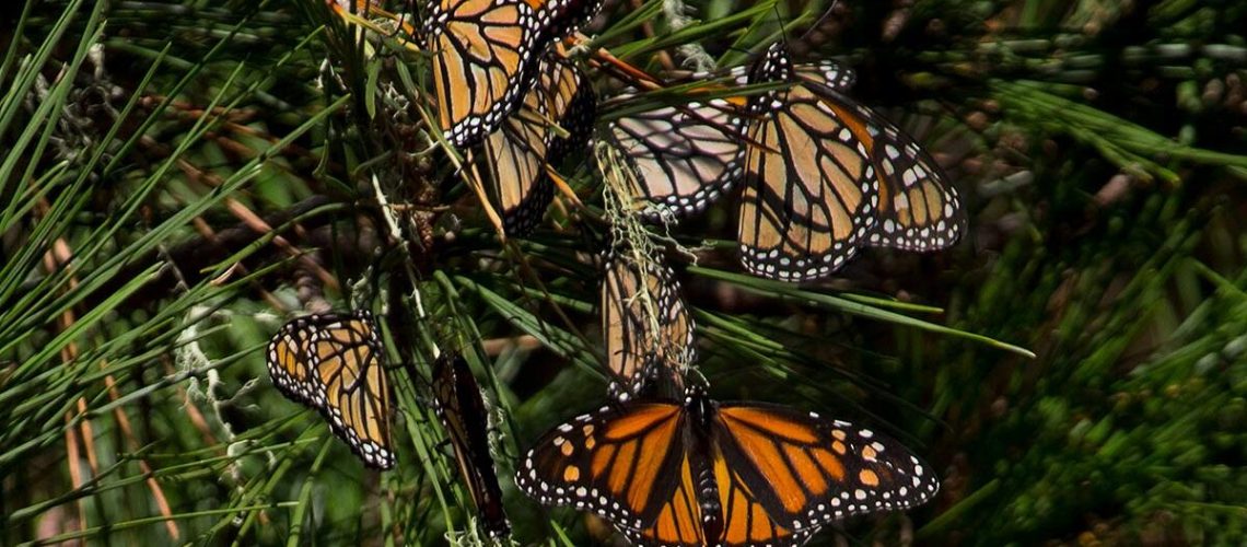Close up of orange and black butterflies pooling together on gree tree