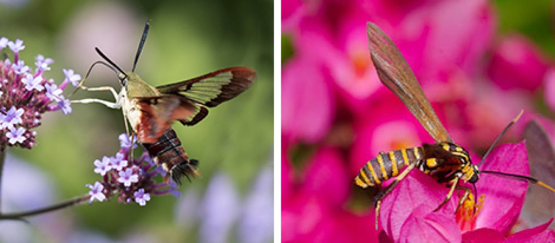 Two photos of moths on purple and pink flowers.