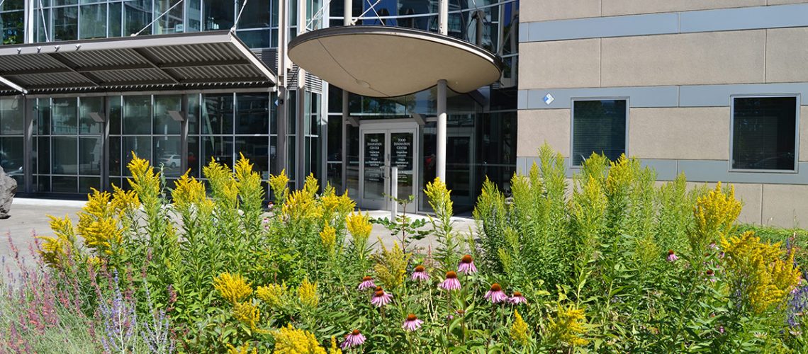 Yellow and pinkish purple flowers bloom in foreground. A modern gray, tan and glass building with awnings is in the background.