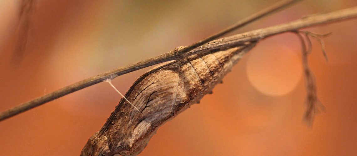 A brown, tree bark-colored chrysalis on a thin brown twig.