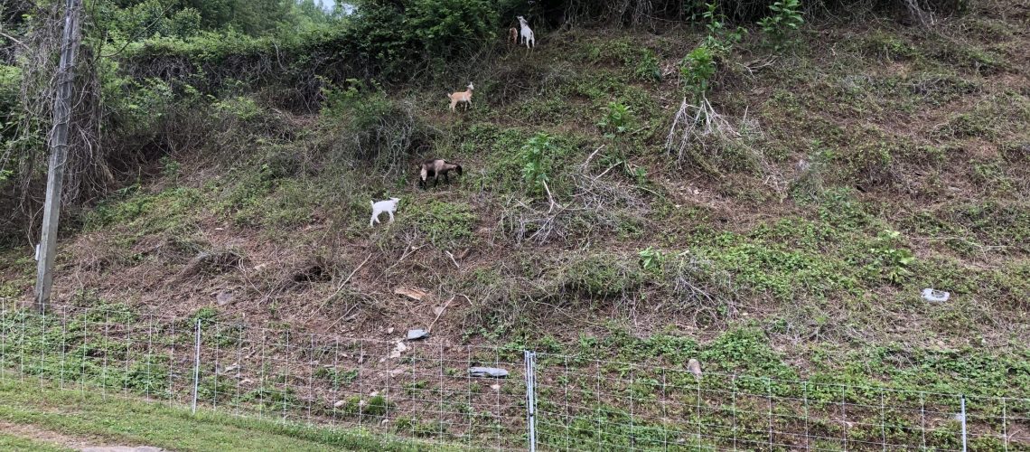 Five goats grazing on vines on a steep hillside
