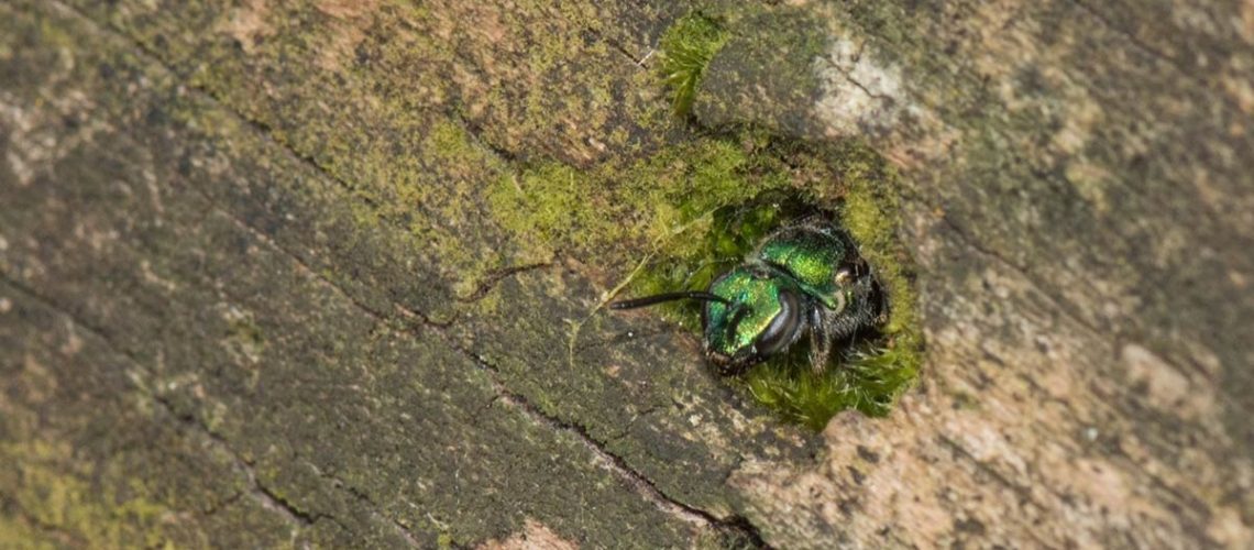pure-green-sweat-bee-log-hole-nest-cr-qn3fvggg4z205bzb7aohky96i740flgz3qbe2pahl4