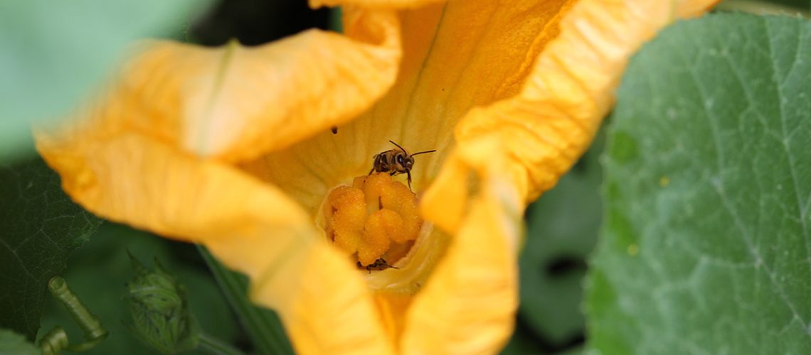 Squash bee rests in the center of yellow flower