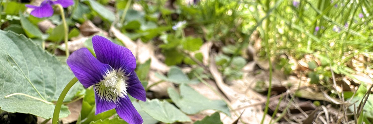 Purple violets in a green lawn with brown leaves.