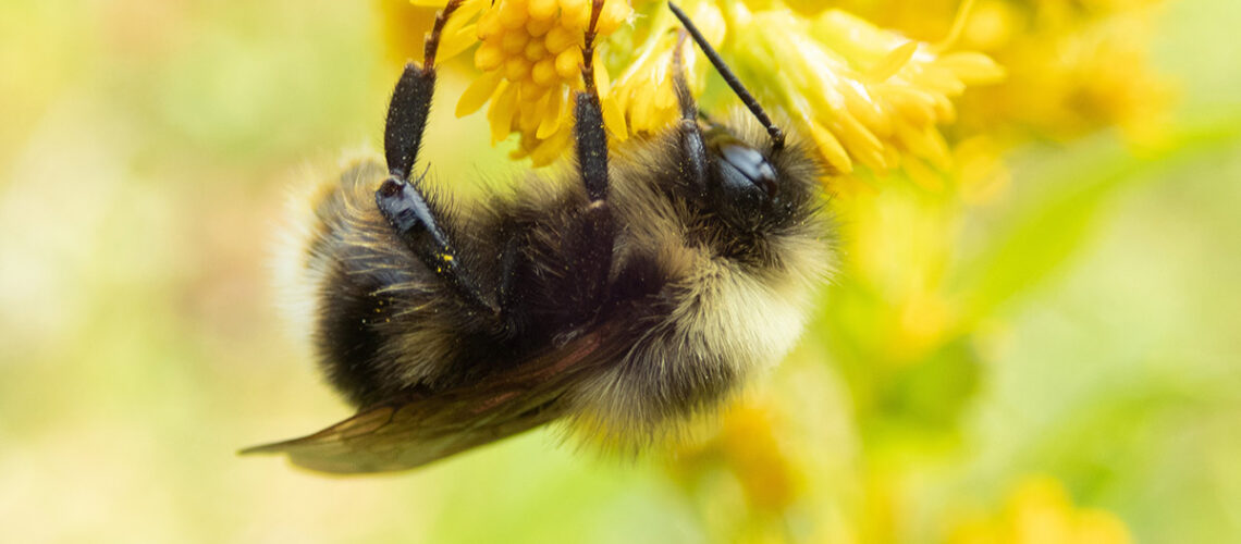 Up close shot of bee on yellow flower